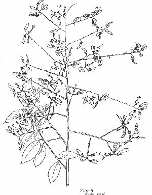 Die honingboom roept vragen op