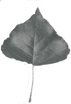 De Italiaanse Populier