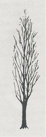 De Italiaanse Populier