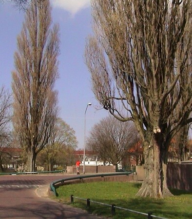 De Italiaanse Populier