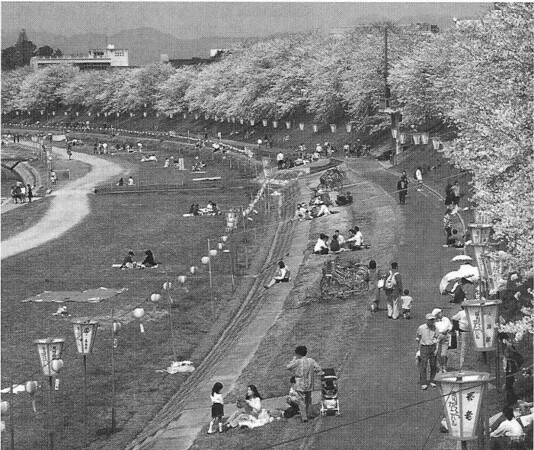 Over de allermooiste Japanse kers, Prunus serrulata 'Kanzan', uit de stad.