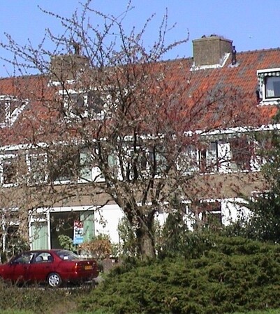 Over de allermooiste Japanse kers, Prunus serrulata 'Kanzan', uit de stad.