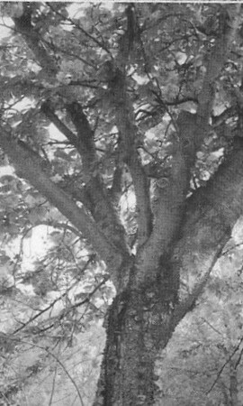 Over de allermooiste Japanse kers, Prunus serrulata 'Kanzan', uit de stad.