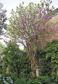 Met Pasen bloeit soms de judasboom
