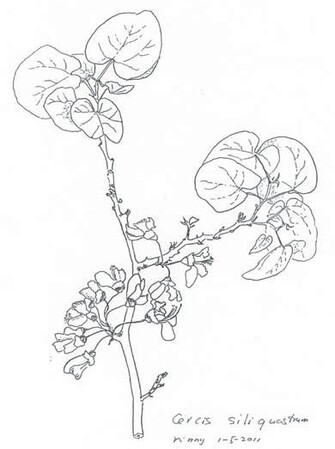 Met Pasen bloeit soms de judasboom