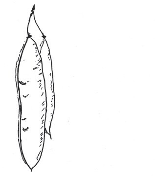 Met Pasen bloeit soms de judasboom