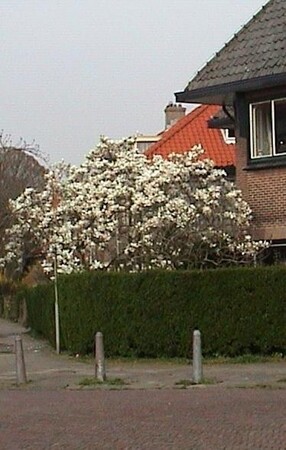 De gewone Magnolia, Magnolia x soulangiana