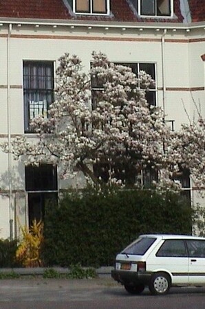 De gewone Magnolia, Magnolia x soulangiana