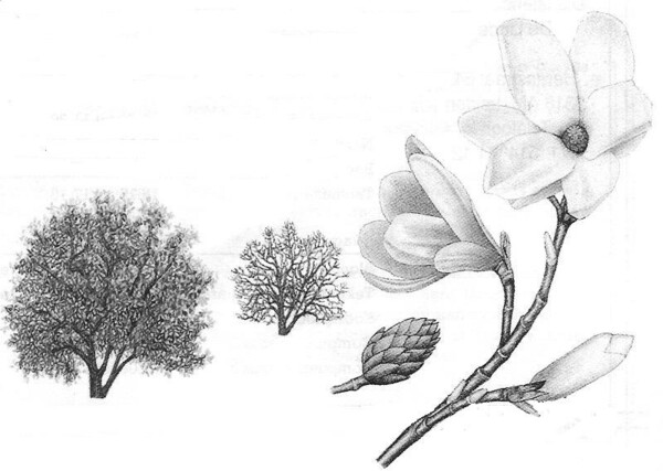 De gewone Magnolia, Magnolia x soulangiana