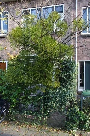 Een boomparasiet in de De Ridderstraat,  de maretak