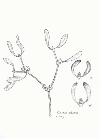 Een boomparasiet in de De Ridderstraat,  de maretak