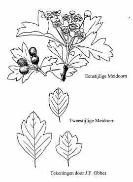 Mijmeren onder de Meidoorn