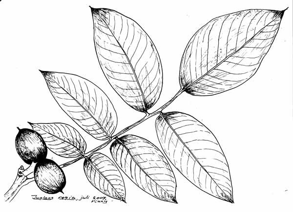 De okkernoot, een walnootsoort die een koninklijke vreemdeling is