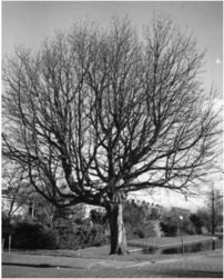 De Paardekastanje aan de Meijerskade: een veiligverkeersboom