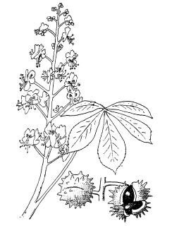 De Paardekastanje aan de Meijerskade: een veiligverkeersboom