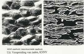 De Paardekastanje aan de Meijerskade: een veiligverkeersboom