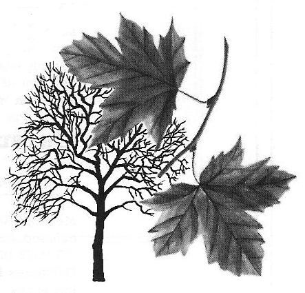 Over een "legpuzzelboom" op een kinderspeelplaats