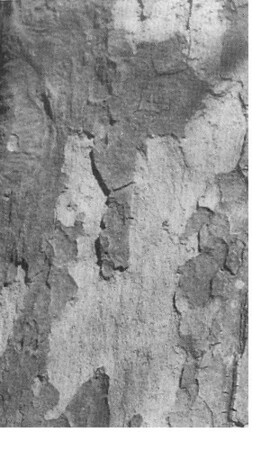 Over een "legpuzzelboom" op een kinderspeelplaats