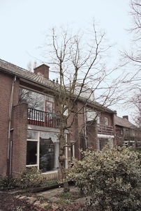 De schijnbeuk,een ‘beuk’ uit het zuidelijk halfrond