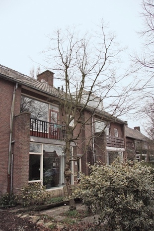De schijnbeuk,een ‘beuk’ uit het zuidelijk halfrond