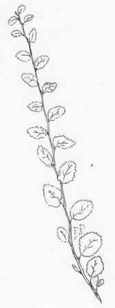 De schijnbeuk,een ‘beuk’ uit het zuidelijk halfrond