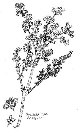 Die fantastische seringenboom