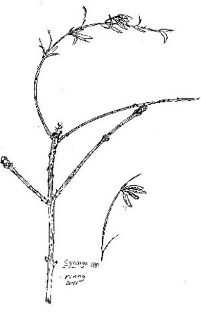 Die fantastische seringenboom