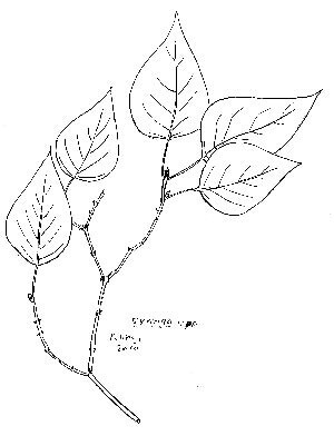 Die fantastische seringenboom