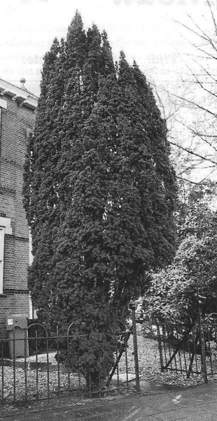 De Venijnboom: De boom des doods geeft hoop voor leven