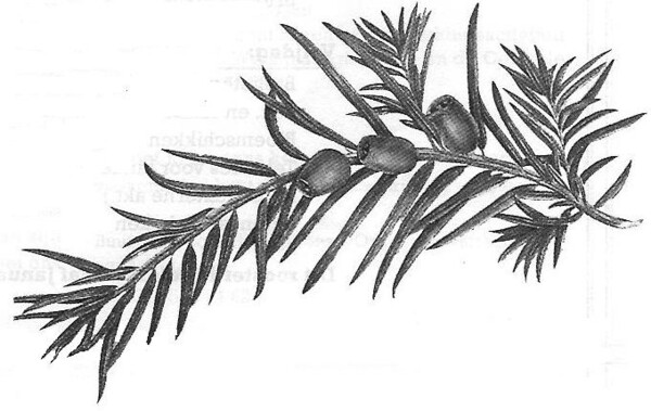 De Venijnboom: "De boom des doods" geeft hoop voor leven