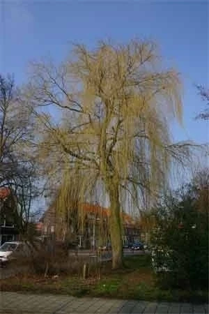 De treurwilg: een feestboom in het voorjaar