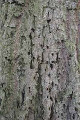 De treurwilg: een feestboom in het voorjaar