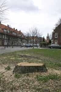 De treurwilg: een feestboom in het voorjaar