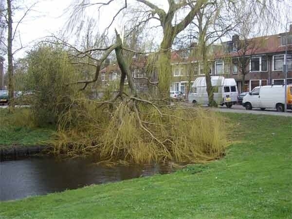 De treurwilg: een feestboom in het voorjaar