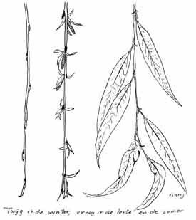 De treurwilg: een feestboom in het voorjaar