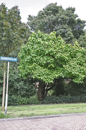 Als de trompetboom bloeit komt de zomer er aan!