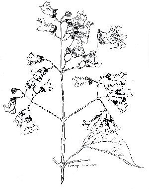 Als de trompetboom bloeit komt de zomer er aan!