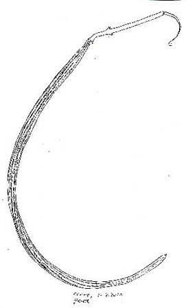 Als de trompetboom bloeit komt de zomer er aan!