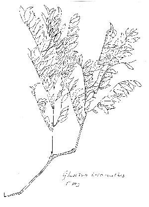 De valse Christusdoorn is lang niet altijd vals!