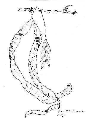 De valse Christusdoorn is lang niet altijd vals!