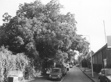 Een Gewone of Kaukasische Vleugelnoot (Lam.) Spach