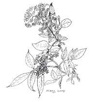 De gewone vlier, een parel aan de Lorentzkade