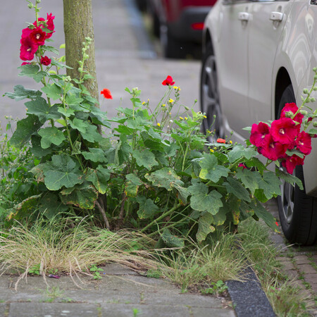 Foto: RobBeurseFotografie