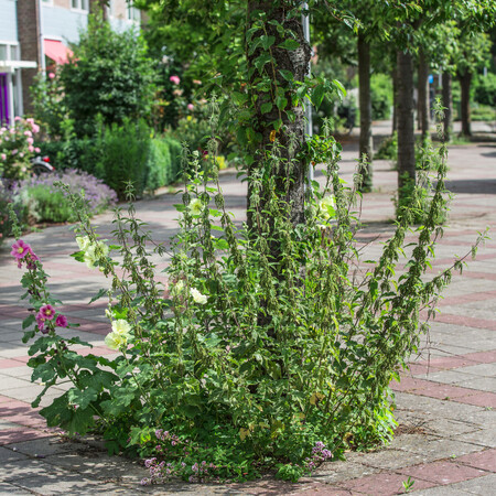 Foto: RobBeurseFotografie