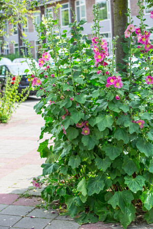 Foto: RobBeurseFotografie